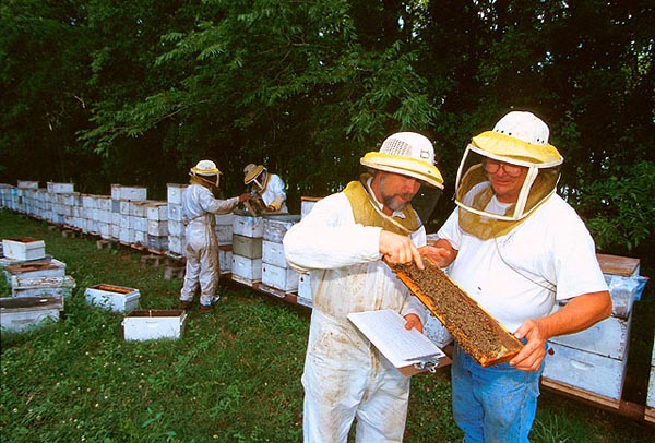 Генетик Томас Риндерер и его помощники исследуют колонию российских пчел на экспериментальной пасеке Батон-ружской лаборатории. Фото: Scott Bauer/ARS/USDA